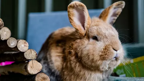 A ginger rabbit sits next to a wooden hideaway in their accommodation.